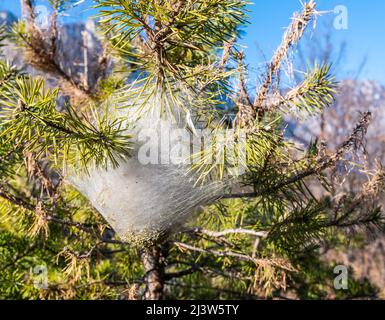 Nester von Kiefernprozessionärlarven (Thaumetopoea pityocampa) auf einer Kiefer (Pinus pinea). Südtirol, Norditalien. Kiefernprozessionär Stockfoto