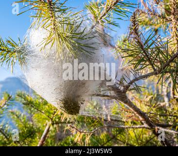 Nester von Kiefernprozessionärlarven (Thaumetopoea pityocampa) auf einer Kiefer (Pinus pinea). Südtirol, Norditalien. Kiefernprozessionär Stockfoto