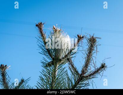 Nester von Kiefernprozessionärlarven (Thaumetopoea pityocampa) auf einer Kiefer (Pinus pinea). Südtirol, Norditalien. Kiefernprozessionär Stockfoto