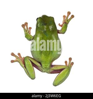 Blick von oben auf den springenden grünen Baumfrosch alias Ranoidea caerulea. Isoliert auf weißem Hintergrund. Stockfoto