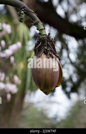 Die Samenhülse einer Hardy Banana Plant Musa basjoo, die in den Trenance Gardens in Newquay in Cornwall im Vereinigten Königreich wächst. Stockfoto