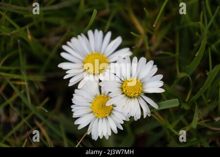 Daisy Stockfoto