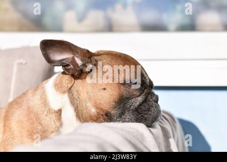 Müder französischer Bulldogge, der sich beim Schlafen in der Sonne den Kopf ausruht Stockfoto