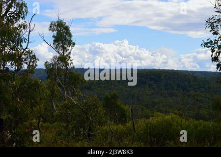 Blick auf die Blue Mountains bei Bell in NSW Stockfoto