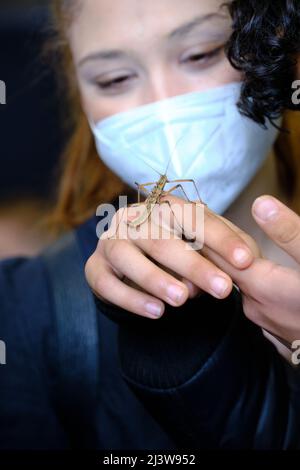 Modena, Italien. 10. April 2022. Insects Meeting, Entomodena, Modena 10 april 2022 - 55 Ausgabe der historischen internationalen Veranstaltung für Entomologie, malakologie und Wirbellose, organisiert von der Modenese Group of Natural Sciences APS Credit: Fadege/Alamy Live News Stockfoto