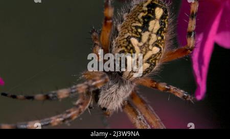 Nahaufnahme einer großen Spinne auf Blumen. Kreativ. Große schöne Spinne mit Muster auf dem Rücken sitzt auf Blumen. Wilde Wiesenspinne auf Blütenblättern Stockfoto