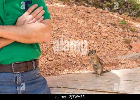 Eastern Chipmunk steht auf Holzbalken im Bryce Canyon National Park, USA Stockfoto