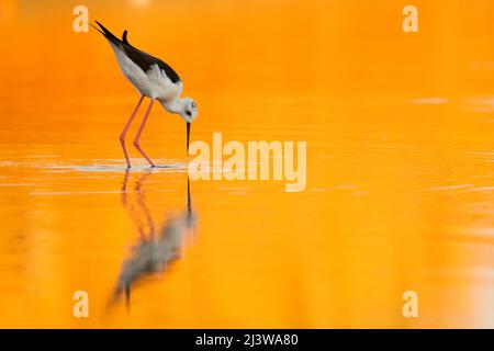 Männliche Schwarzflügelflügelige (Himantopus himantopus), die im Wasser watet ein orangefarbener Sonnenuntergang färbt das Wasser und die Spiegelung der Vögel. Fotografiert in Israel in Stockfoto