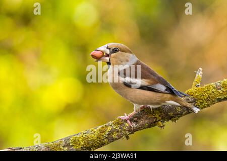 Hawfinch (Coccothraustes coccothraustes), der auf einem Ast thront. Dieser Fink hat einen kurzen Schwanz und hat einen langen Schnabel zum Rissen von Samen wie Kirschsteinen. Stockfoto