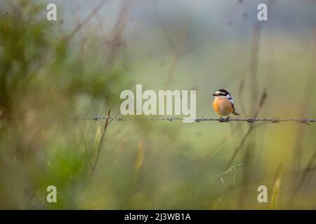 Die maskierten Shrike (Lanius nubicus) ist ein Vogel in der shrike Familie, Laniidae. Er brütet in Südosteuropa und am östlichen Ende der Romantik Stockfoto