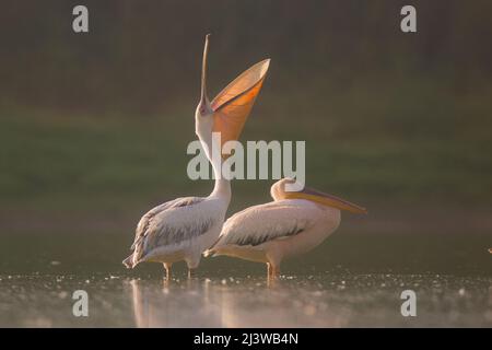 Eine Herde Pelikane, die im August in Israel fotografiert wurde Stockfoto