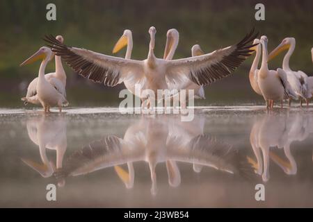 Eine Herde Pelikane, die im August in Israel fotografiert wurde Stockfoto