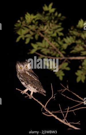 Die eurasische Zwergeule (Otus-Zwergeule), fotografiert bei Nacht mit dunklem Hintergrund im September in Israel Stockfoto