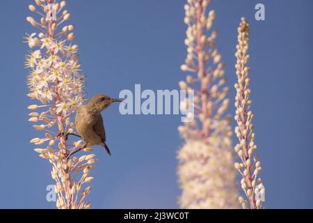 Ein weiblicher Palästina-Sonnenvögel (Cinnyris osea), der auf einer blühenden Drimia maritima (syn. Urginea maritima) mit einem blauen Himmel Hintergrund. Fotografiert in Stockfoto