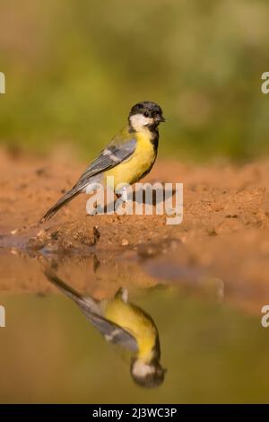 Juvenile westliche gelbe Bachstelze (Motacilla flava) mit einer Spiegelung im Wasser, aufgenommen in Israel im Mai Stockfoto