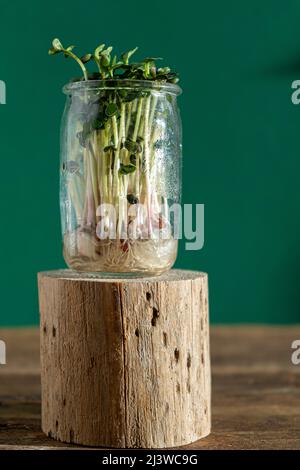 Wächst Micro Green. Glasgefäße mit Luzerne-Sprossen, Radieschen, Salat, Kohl auf Holzboden. Keimende Samen für vegane Öko-Lebensmittel. Gartenarbeit im Haus. Organisches Konzept. Urbane Farm. Microgreen. Stockfoto