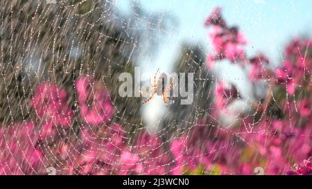 Schöne Spinne im Netz im Sommerregen. Kreativ. Spinne im Netz auf blühender Sommerwiese bei Regen. Sommerregen auf Wiese mit Spinne und Blumen Stockfoto