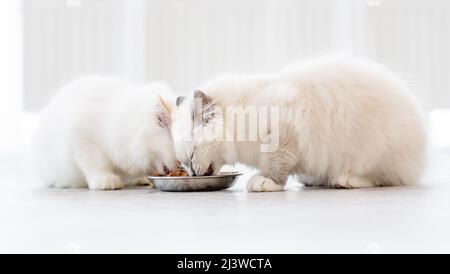 Ragdoll-Katzen im hellen Raum Stockfoto