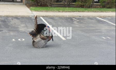 Eine türkei (Meleagris galopavo), die auf einem Parkplatz läuft Stockfoto