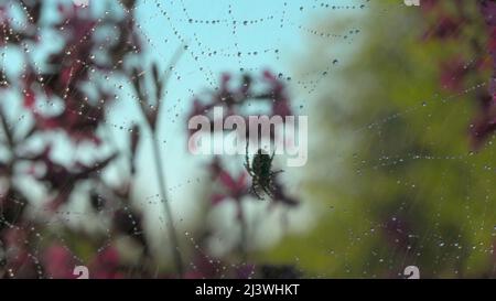 Schöne Spinne im Netz im Sommerregen. Kreativ. Spinne im Netz auf blühender Sommerwiese bei Regen. Sommerregen auf Wiese mit Spinne und Blumen Stockfoto