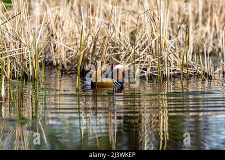 Enge Begegnung mit einer männlichen Mandarinente (Aix galericulata) auf einem kleinen künstlichen See in der Nähe der Stadt Timisoara, Rumänien. Foto aufgenommen am 9.. April Stockfoto