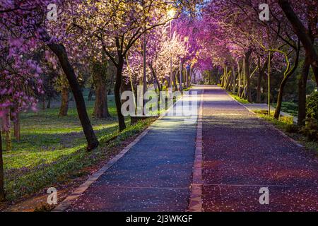 Die Wildkirschbaumallee, die im Frühling voll blühte, am Ufer des Bega River. Foto aufgenommen am 2.. April 2022 in Timisoara, Timis County, Rom Stockfoto