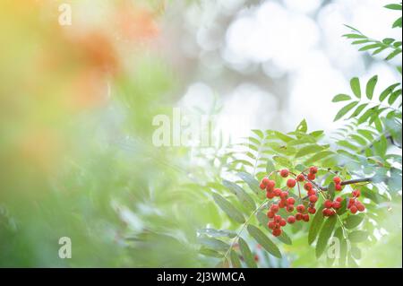 Rote Reifebeeren im Spätsommer, flache Schärfentiefe, Bokeh Hintergrund. Stockfoto