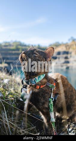 Wanderkatze in freier Wildbahn Stockfoto