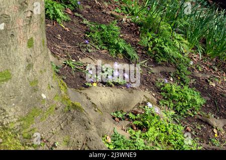 Blaue Anemone im Thompson's Park, Romilly Road Cardiff Stockfoto