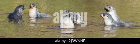 South Georgia, Fortuna Bay, Whistle Cove. Junge Seehunde im Teich (Arctocephalus gazella) Stockfoto