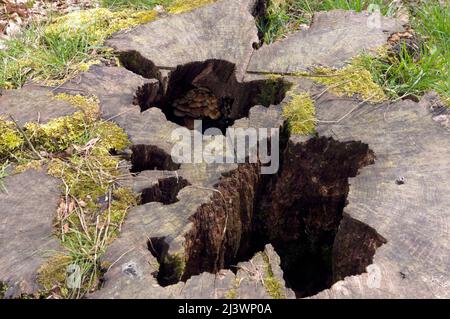 Alter verrottender, gesägter Baumstumpf im Thompson's Park, Romilly Road Cardiff Stockfoto