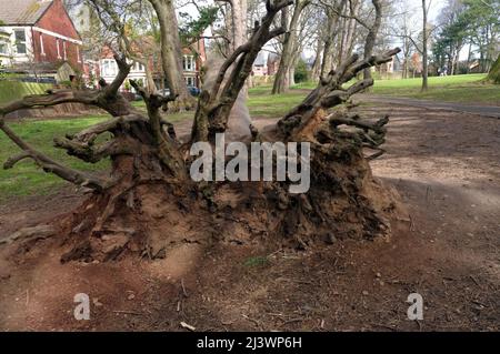 Gefallener, toter Baum im Thompson's Park, Romilly Road Cardiff. Jetzt hauptsächlich von Kindern zum Spielen verwendet Stockfoto