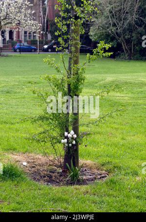 Thompson's Park, Romilly Road Cardiff. Ein kleiner Baum hat einen Blumenstrauß an ihn gebunden, vielleicht als Denkmal für einen geliebten Menschen. Stockfoto