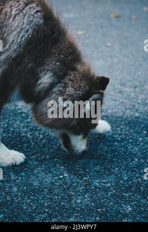 VERTIKALE Seitenansicht close up schwarz weiß grau braun große Schönheit Haustier Schäferhund Schaf führen Hund setzen Nase nehmen Spur schnüffeln Geruch auf Asphalt Boden Look Stockfoto