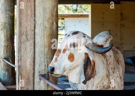 Indische Brahmane-Kuh Zebu im Kuhstall. Glückliche Kuh, ethisch, vegetarisch. Mutter Kuh. Stockfoto