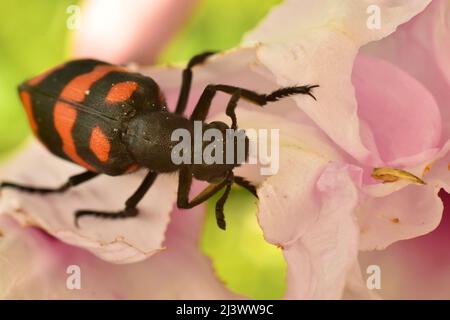 Nahaufnahme des Blister-Käfers, der sich an der Blütenblattblume des Morning Glory ernährt. Hycleus biundulatus. Stockfoto