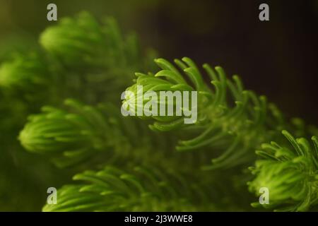 Makro-Foto von Koch Kiefernblatt Spitzen mit dunklem Hintergrund. Stockfoto