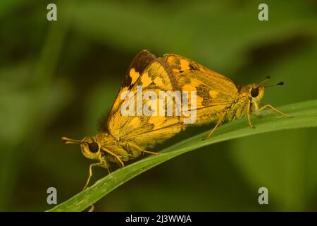 Ein Paar Yellow Dart Grass Skipper, der sich auf Gras paart. Stockfoto