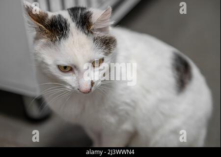 Eine junge obdachlose Katze geht in einem Tierheim. Porträt eines obdachlosen Kätzchens. Stockfoto