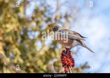 American Robin sitzt auf einer Sumpffrucht gegen den blauen Himmel und pickt sie Stockfoto