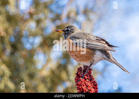 American Robin sitzt auf einer Sumpffrucht gegen den blauen Himmel und pickt sie Stockfoto