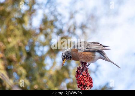 American Robin sitzt auf einer Sumpffrucht gegen den blauen Himmel und pickt sie Stockfoto