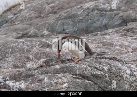 Gentoo-Pinguin auf der Suche nach geeigneten Kieselsteinen, um entweder seinem Partner oder für das Nest zu geben. Stockfoto