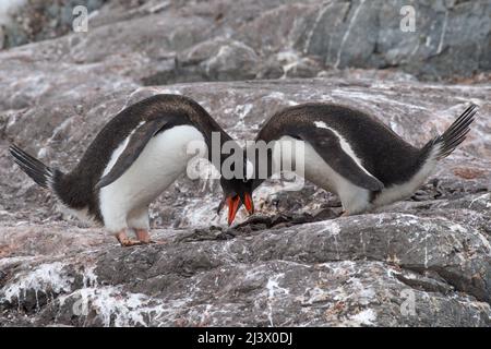Männlicher und weiblicher Gentoo-Pinguin, der sich im Rahmen des Paarungsrituals verbeugt. Antarktis Stockfoto