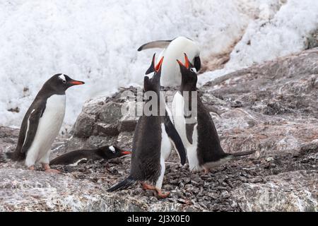 Gentoo-Pinguine um ein Steinnest herum, einer ruht auf dem Boden. Zwei Pinguine machen einen Ruf. Antarktis Stockfoto