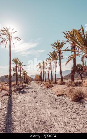 Wüstenlandschaft und Palmenlandschaft in der Sierra Alhamilla in Almeria im Süden Spaniens Stockfoto