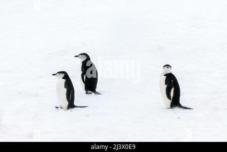 Drei Chinstrap-Pinguine. Zwei blicken nach links, während einer auf die Kamera schaut Stockfoto