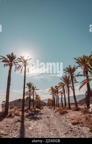 Wüstenlandschaft und Palmenlandschaft in der Sierra Alhamilla in Almeria im Süden Spaniens Stockfoto