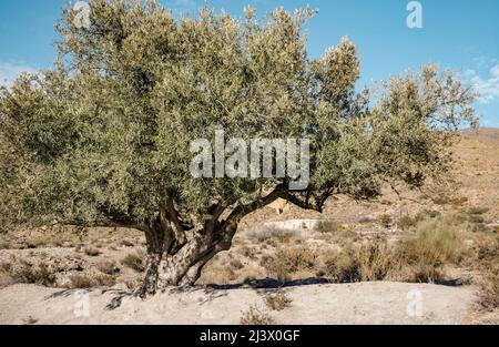 Olivenbaum in der Wüste Tabernas Almeria die trockenste Region Europas Stockfoto