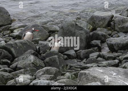 Kinnriemen und Gentoo-Pinguin, die zusammen aufkeimen. Antarktis Stockfoto